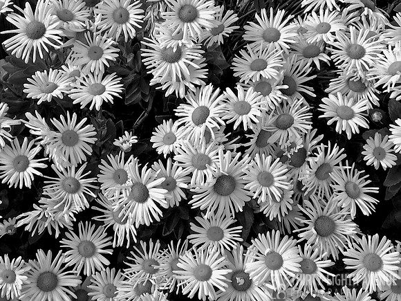 Seaside Daisies