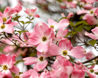 Stevensville Pink Dogwood