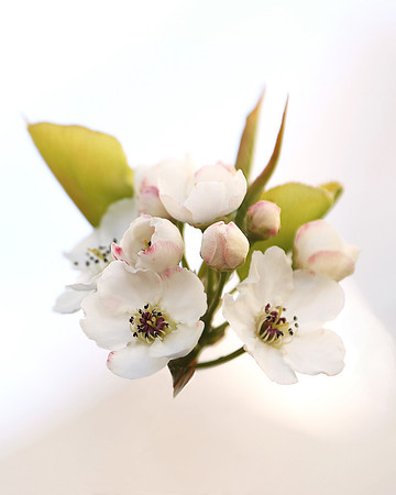 Soft White Pear
