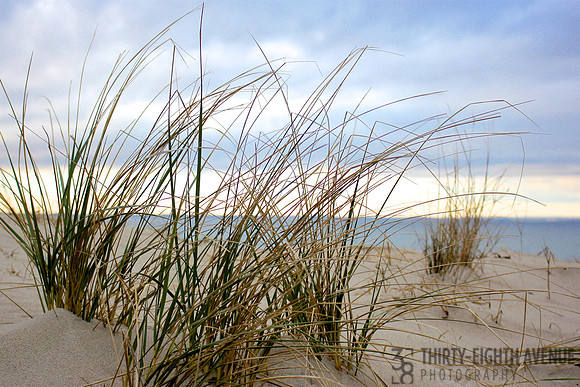 Sunset Beach Grass