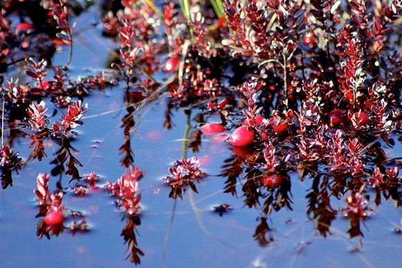 Cranberry Blues