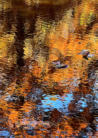 Jug Bay Fall Reflections