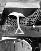 Got Crabs?