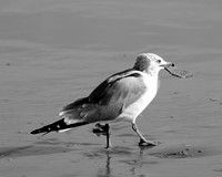 Hungry Gull