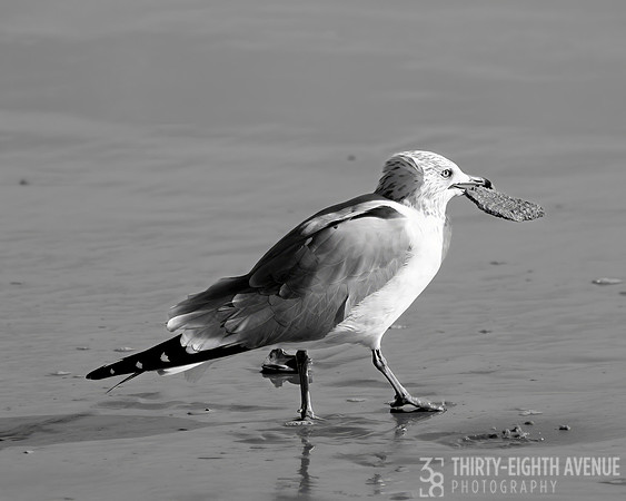 Hungry Gull