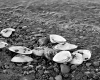 Clams At Low Tide
