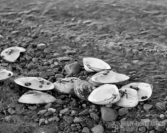 Clams At Low Tide