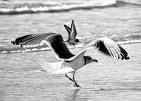 Flying Together