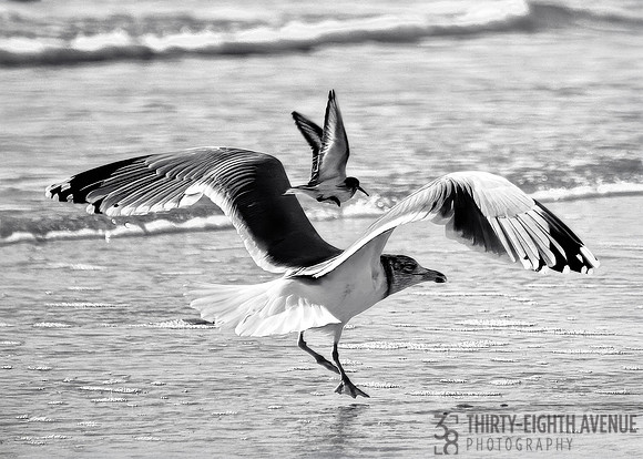 Flying Together