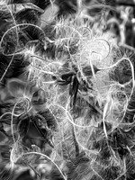 Traveler's Joy B&W