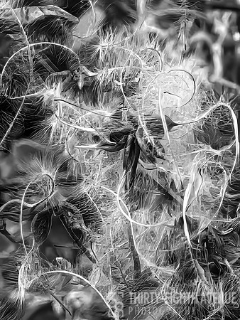 Traveler's Joy B&W