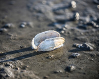 Sunset Clam on Beach