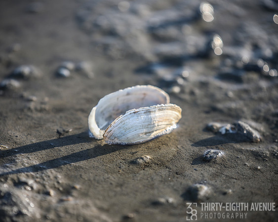 Sunset Clam on Beach