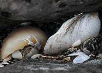 Wedged Shells