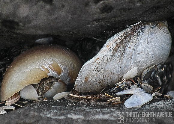 Wedged Shells