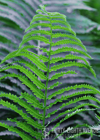 First Green Fern