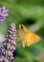 Sachem Skipper Butterfly