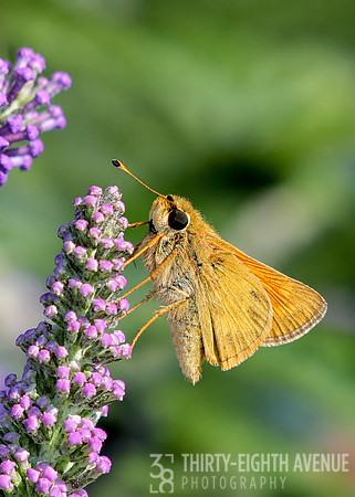 Sachem Skipper Butterfly