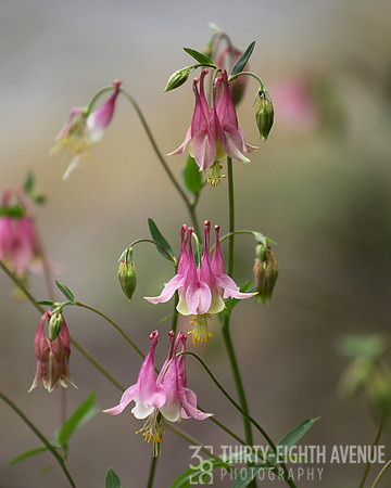 Sweet Pink Columbine