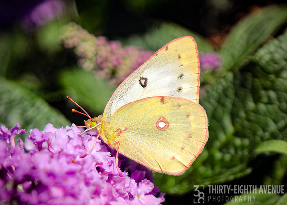 Small Yellow Butterfly