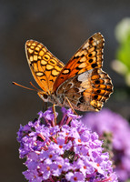 Variegated Fritillary Butterfly