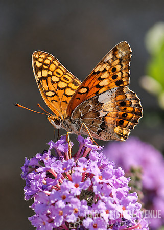 Variegated Fritillary Butterfly