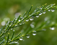 Rainy Day Reflections