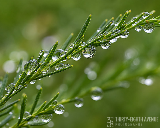 Rainy Day Reflections
