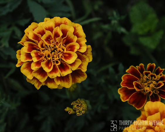 Best Marigold