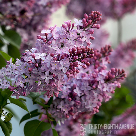 Lilacs
