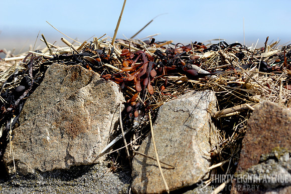 Sea Wall Seaweed