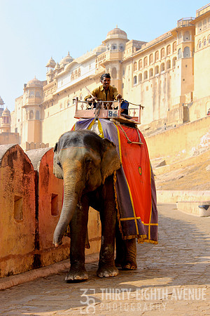 Indian Palace Elephant With Red Blanket