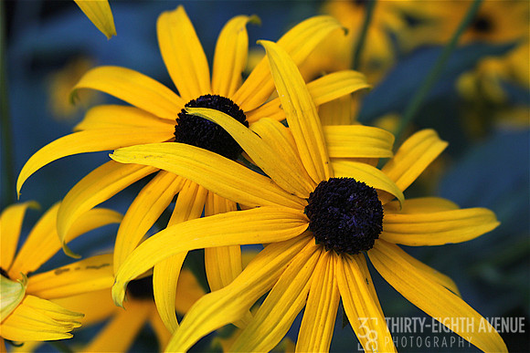 Black-Eyed Susies