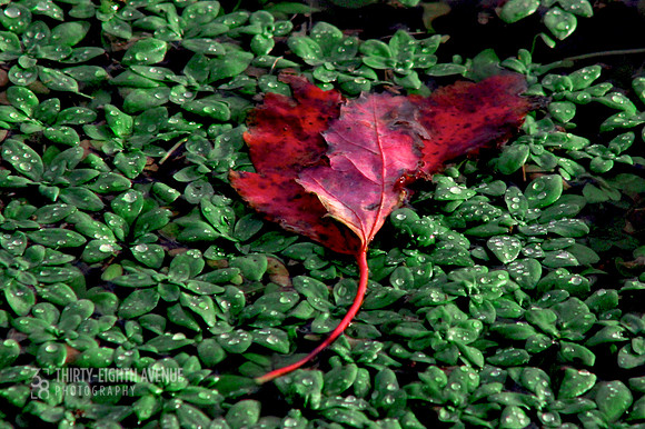 Red & Green