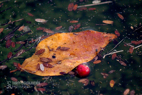 Cranberry Leaf Float