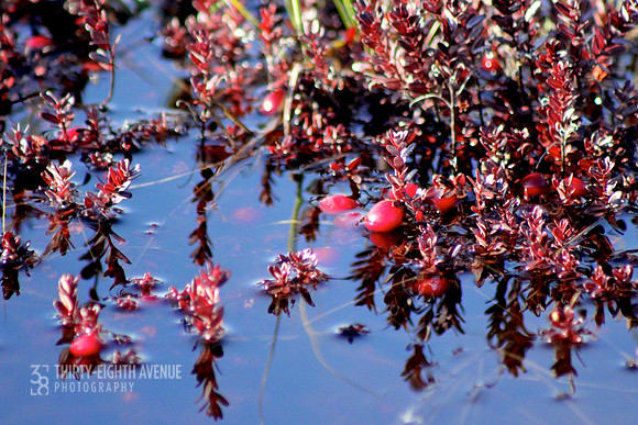 Cranberry Blues