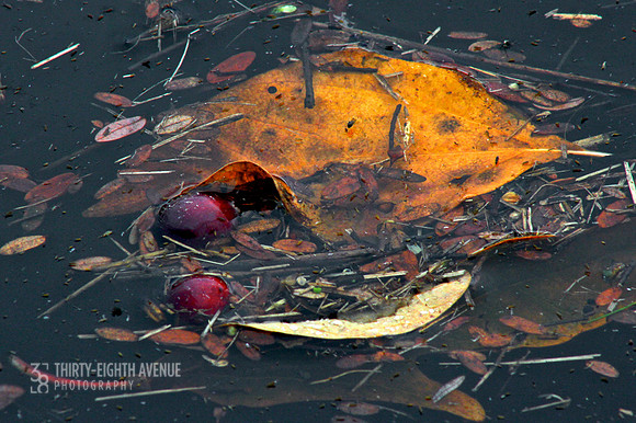 Cranberry Bog Float
