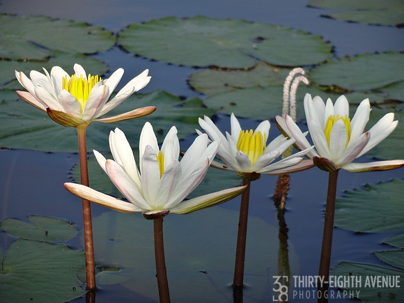 Water Lilies