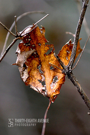 Fall Leaf Suspended