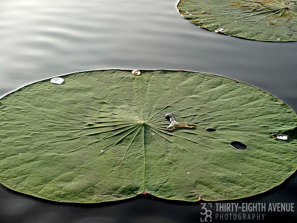 Sunrise Lily Pads