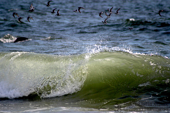 Long Beach Curl