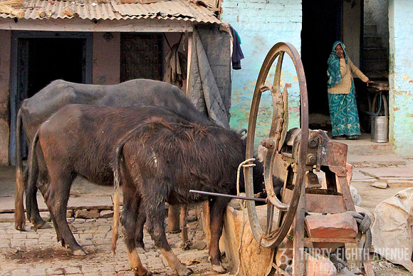 Oxen Water Trough