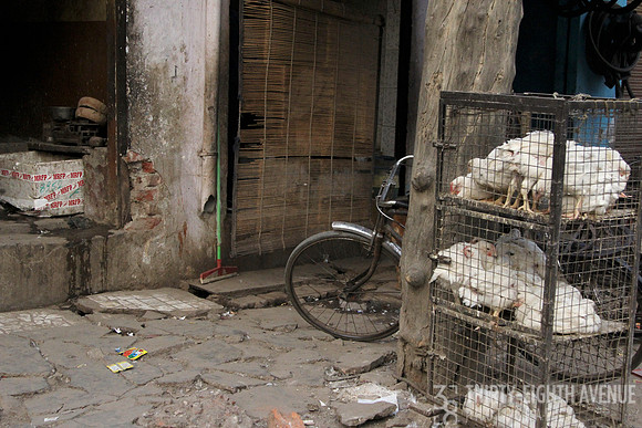 Chickens In Crates On Sidewalk