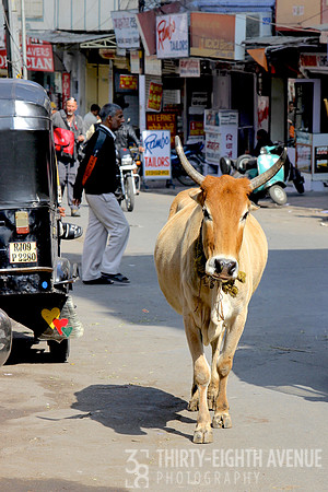 Street Cow, Udaipur, India