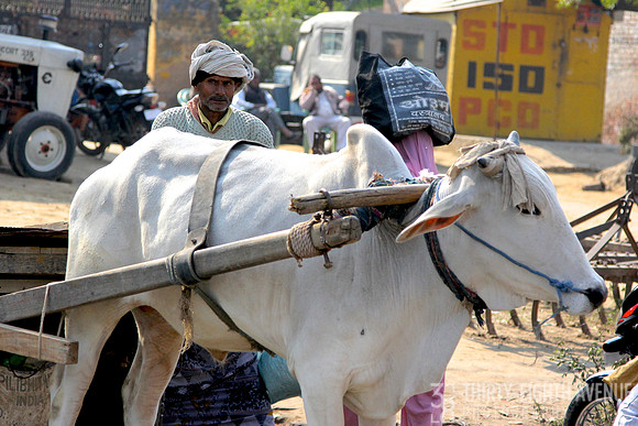 White Ox Cart, Agra, India