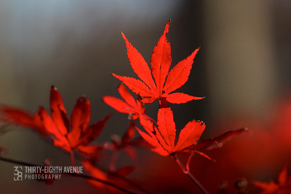Fire Red Autumn Leaves