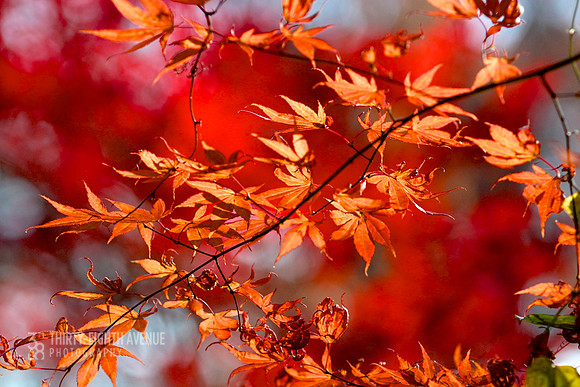 Sunny Orange Fall Leaves