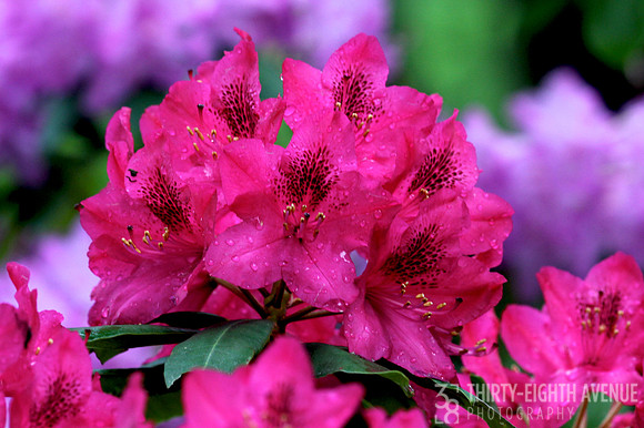 Hot Pink