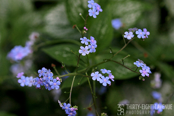 Tiny Blues