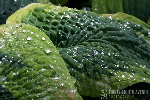 Leaf Droplets